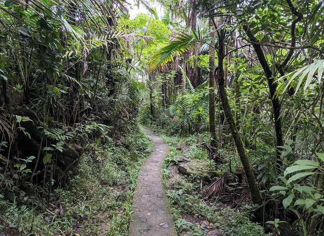 El Yunque Rainforest photo