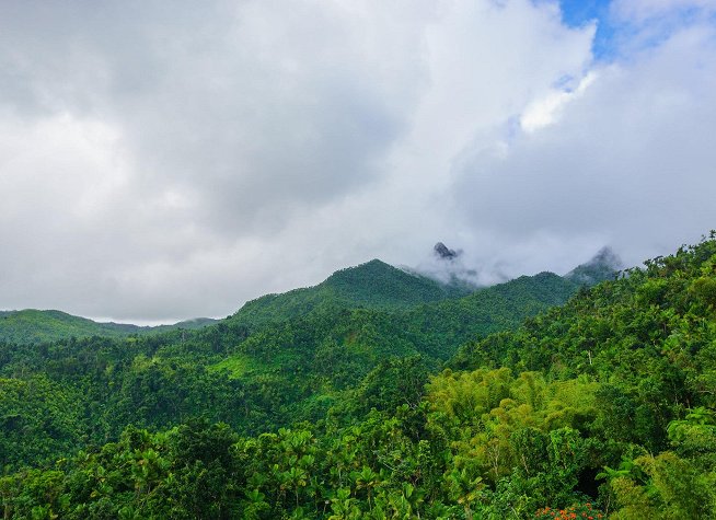 El Yunque Rainforest photo