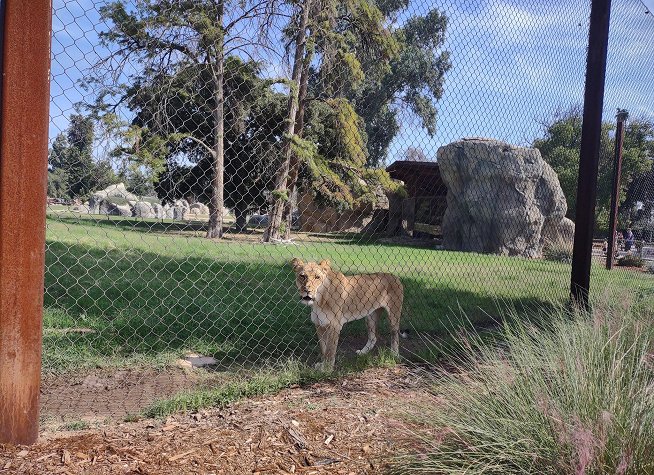Fresno Chaffee Zoo photo