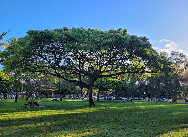 Kapiolani Park photo