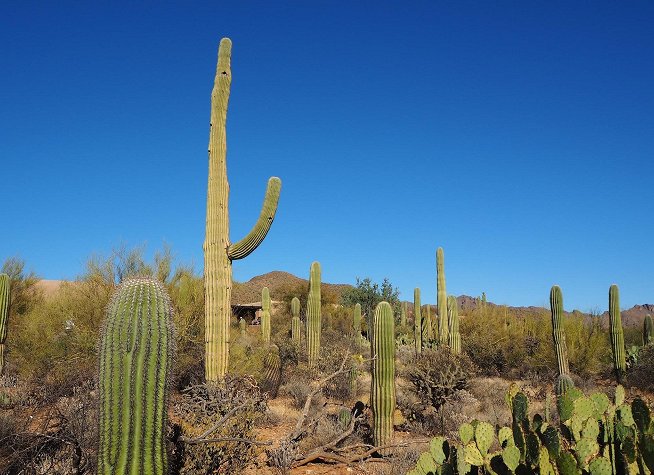 Arizona-Sonora Desert Museum photo