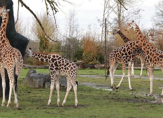 Chester Zoo photo