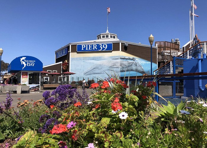 Aquarium of the Bay photo