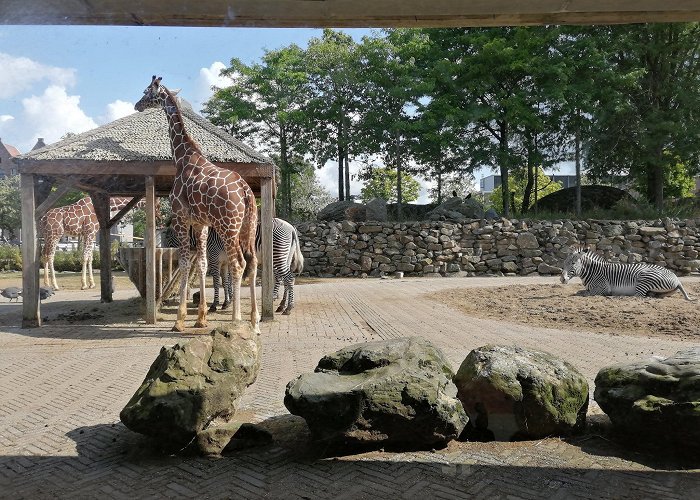 Artis Amsterdam Royal Zoo photo