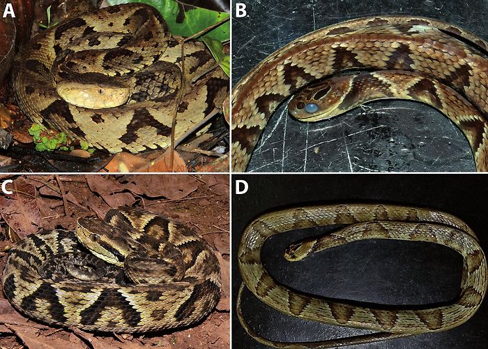 Paulo César Vinha State Park A New Species of Snail-Eating Snake, Dipsas Cope, 1860 (Serpentes ... photo