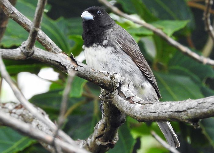 Paulo César Vinha State Park Dubois's Seedeater - eBird photo
