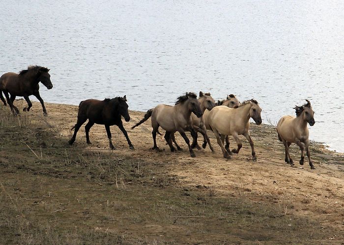 Millinger Theetuin Cyclists, wild horses cross paths in rustic Netherlands landscape ... photo