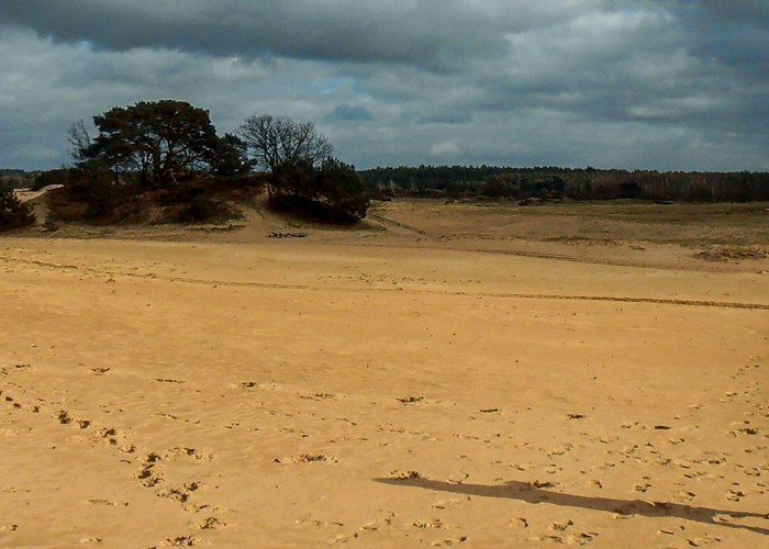 Kootwijkerveen Groene Wissel Nieuw-Milligen (nr. 258) | Veluwse Woestijnen photo