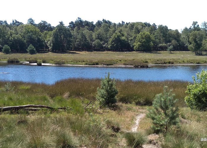 Kootwijkerveen Edelherttrail NieuwMilligen – Hoenderloo 31 juli 2020 ... photo