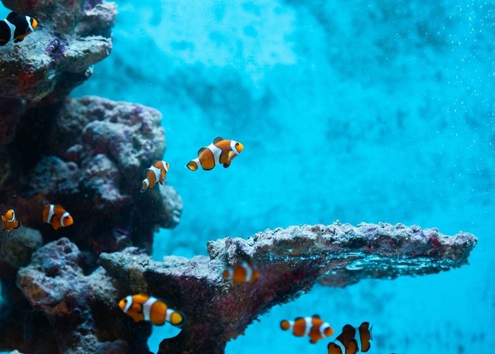 Zee Aquarium Bergen aan Zee Zee Aquarium Bergen aan Zee | Holland Boven Amsterdam photo