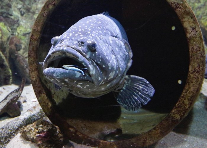 Zee Aquarium Bergen aan Zee Zee Aquarium Bergen aan Zee | Holland Boven Amsterdam photo