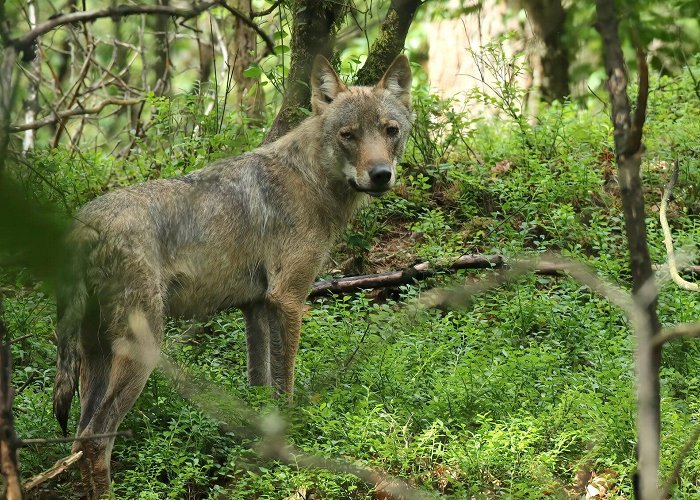 Boswachterij Kootwijk Oog in oog met wolf in bos bij Kootwijk - Barneveldse Krant ... photo