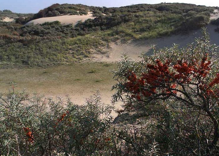 De Blink Op duinexcursie in De Blink - Al het nieuws uit Noordwijk photo