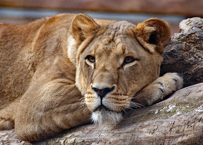 Dresden Zoo Lion - Zoo Dresden photo