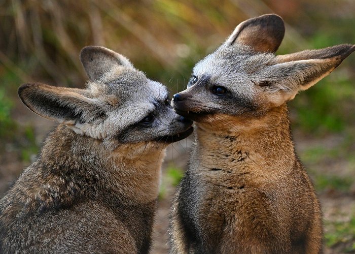 Dresden Zoo Welcome to Dresden Zoo! | Animals so close you can almost touch ... photo