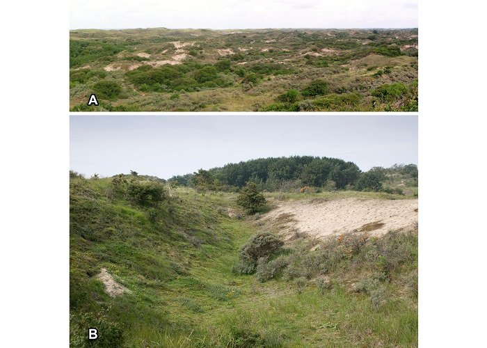 Larenstein The role of livestock grazing in long-term vegetation changes in ... photo