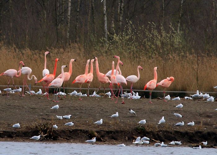 Zwilbroek flamingos zwillbrock | Vogels, Wandelen photo