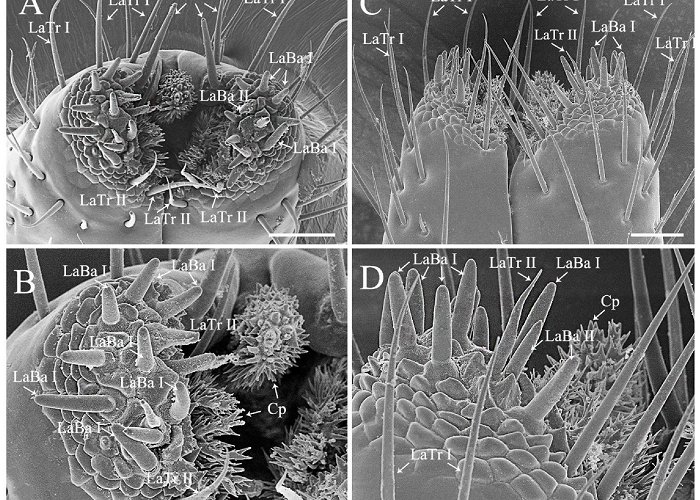 Campman Holding B.V. Biology | Free Full-Text | Ultrastructural Variations of Antennae ... photo