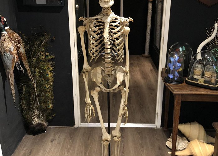 Anatomic Museum Nijmegen Human skeleton - DeMuseumwinkel.com photo