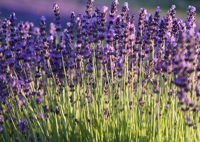 Montbrun les Bains Thermal Centre Self drive and walking holiday through the Lavender in Provence photo