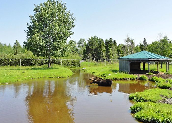 Pageau Refuge L'entrée du parc - Picture of Refuge Pageau, Amos - Tripadvisor photo