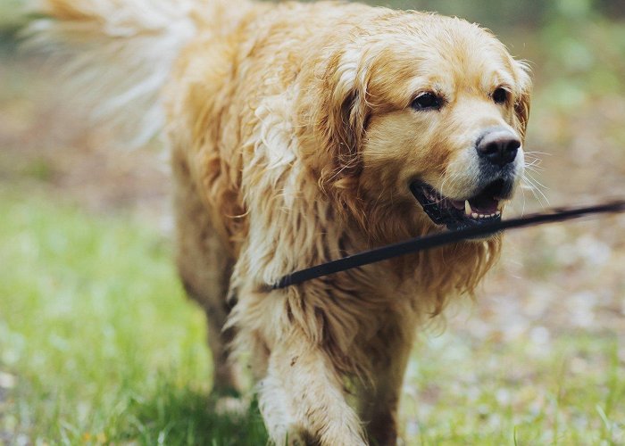 Wildlife Park Eekholt Segeberg erleben | Kreis Segeberg mit Hund photo