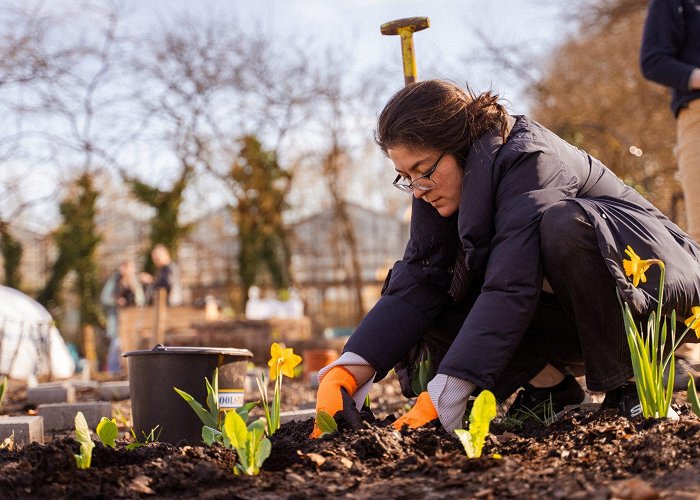 Brakkenstein Weed and sow in the university's community garden - Vox magazine photo