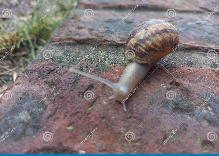 City Hall Snail that Woke Up from the Rain and Goes Out To Eat Stock Image ... photo