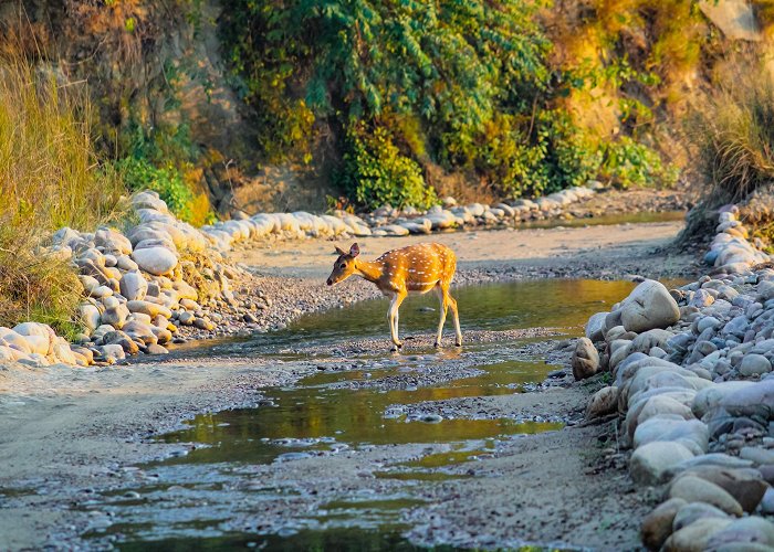 Ramnagar (Uttarakhand) photo