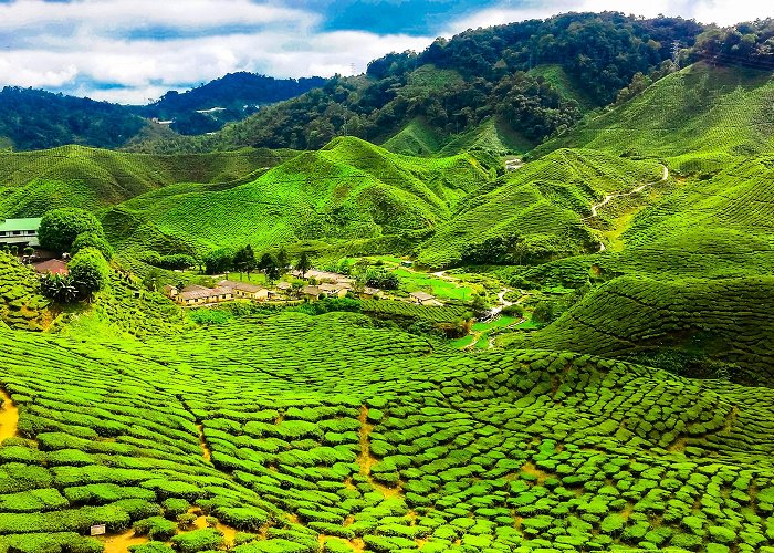 Cameron Highlands photo