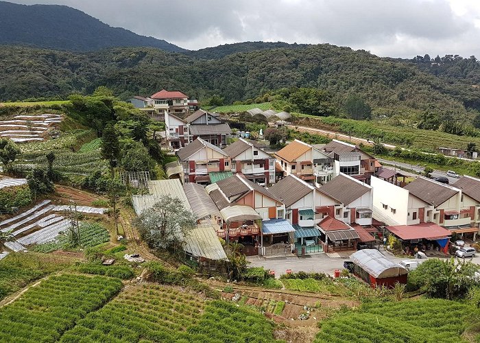 Cameron Highlands photo