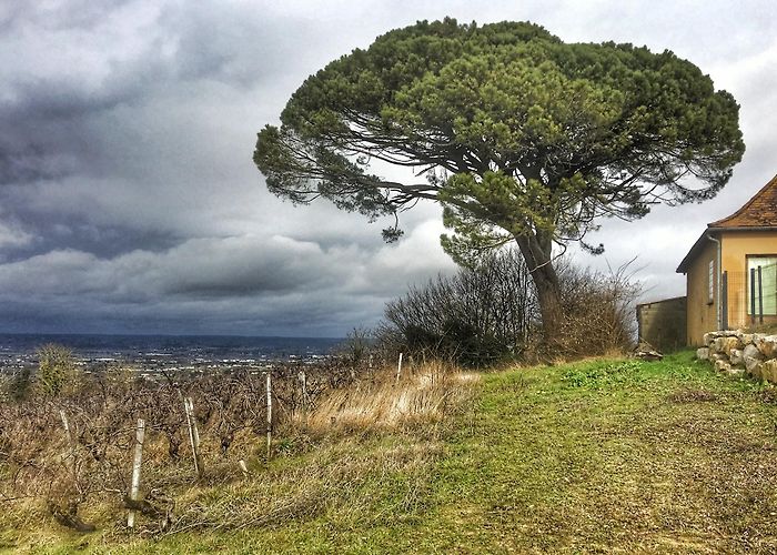 Monbazillac photo