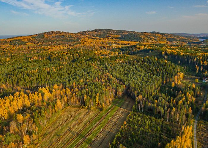 Koli (Lieksa) photo