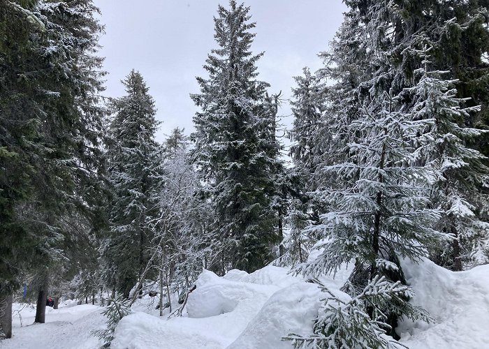 Koli (Lieksa) photo