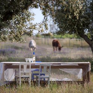 Quinta Dos Doze Sobreiros - Quarto Sol Bed and Breakfast Ferreira Do Alentejo Exterior photo