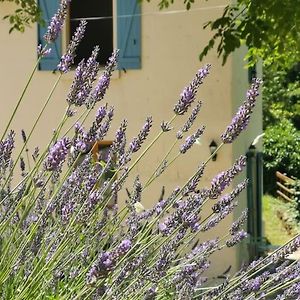 The Walnut Tree. Appartement Saint-Aulaye-Puymangou Exterior photo