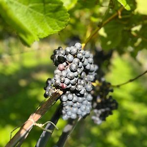 Cozy Rooms At Organic Vinery, Vesterhave Vingaard - See More At By-Bjerg Com Karrebæksminde Exterior photo