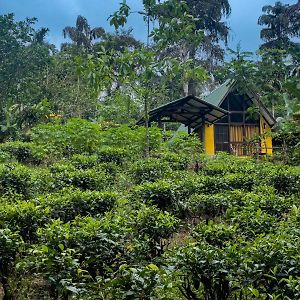 Rainforest Cabin Hotel Deniyaya Exterior photo